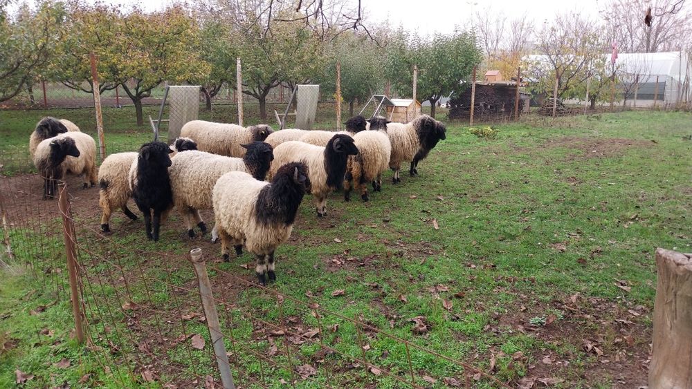 Oi frumoase de vinzare