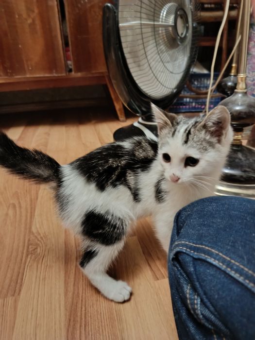 Милый котенок (девочка)