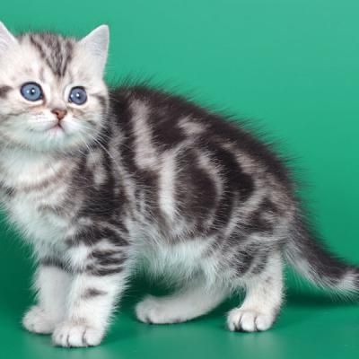 Девочка скоттиш страйт шотланка