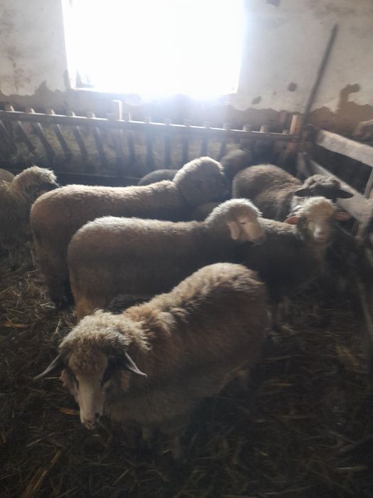 Berbecuti de vanzare