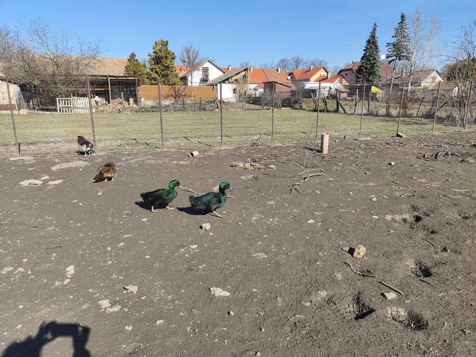 Ouă incubat Rațe Cayuga