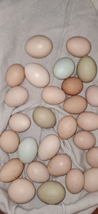 Oua gaina pentru incubat/consum