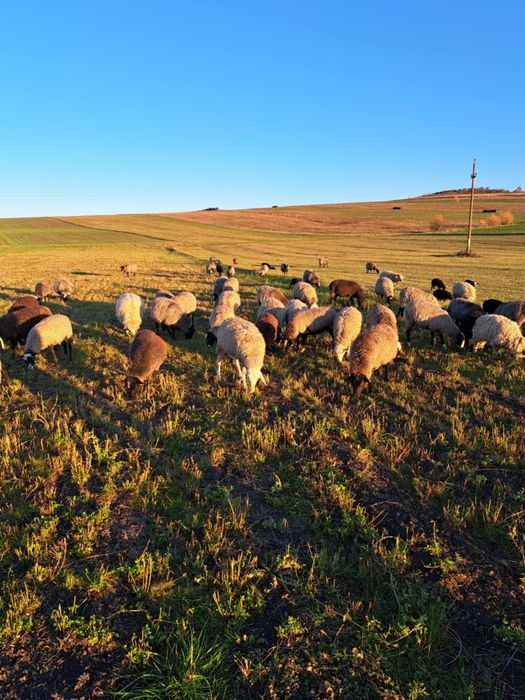 Oi Romanov de vânzare