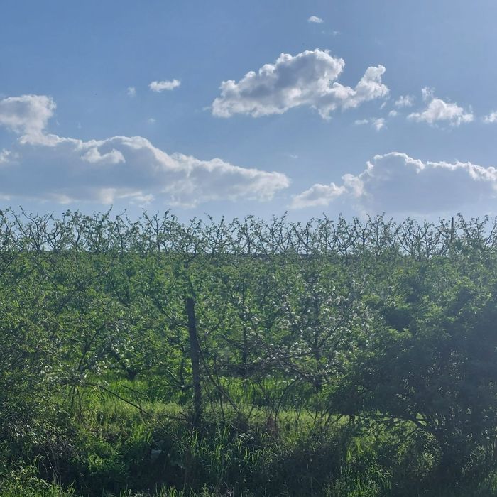 Teren zona Galata Aleea Strugurilor