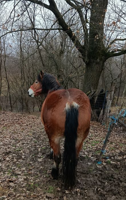 Iapa de vânzare cuminte