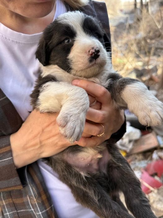 Малыши ищут дом!