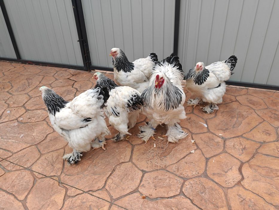 Brahma herminat deschis