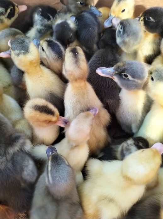 Rate de vanzare angro