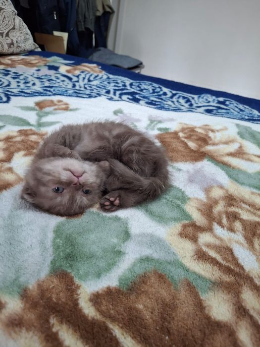 Шоколадный шотландский котенок.