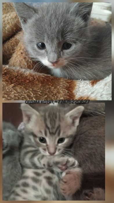Отдам котят мальчики