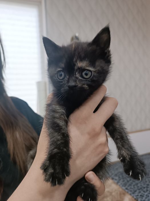 два котенка шатланский с вислоухим (на последнем фото мама)