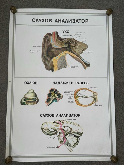 Учебни Медицински Плакати Постери