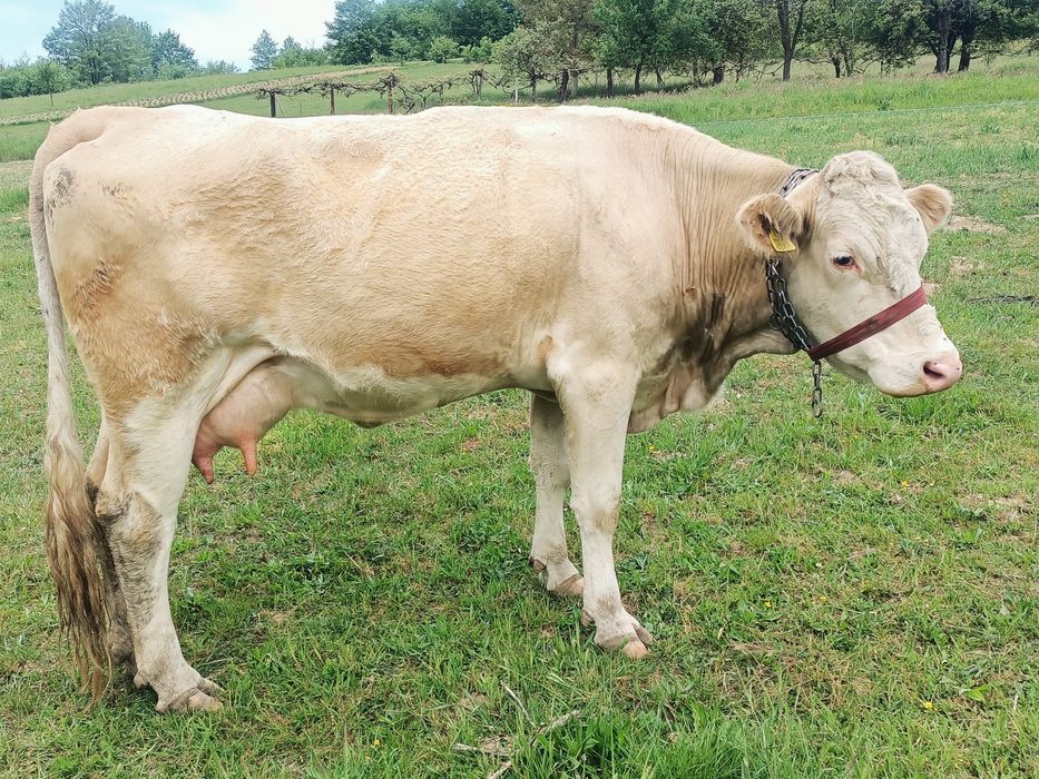 Vand vaca baltata roameasca