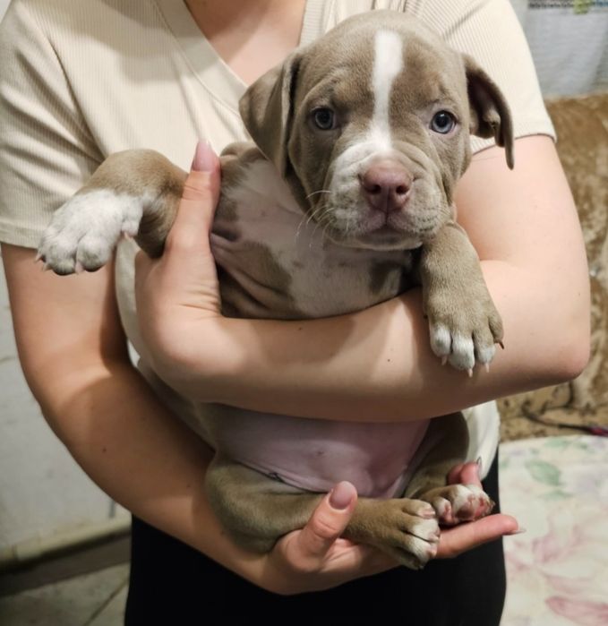 Продам супер девочку Американского булли