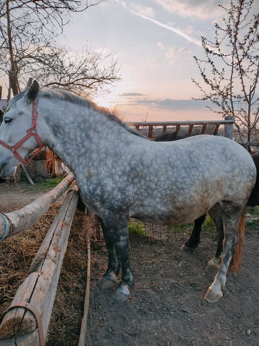 Vând iapă gestantă cu mânz
