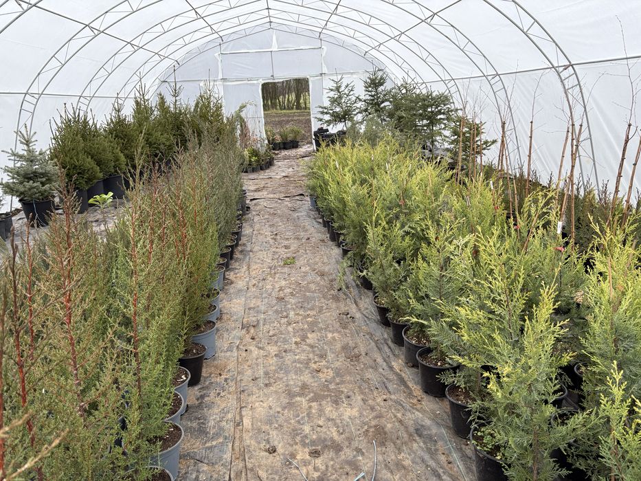 Бързорастящи и вечнозелени растения