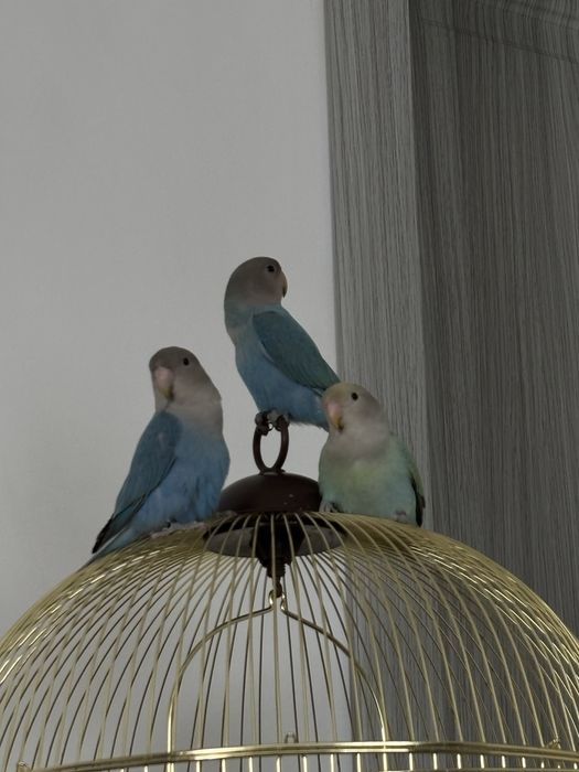 Schimb sau vand papagali agapornis(amorezi)