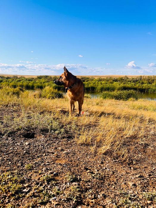 Собака в хорошие руки