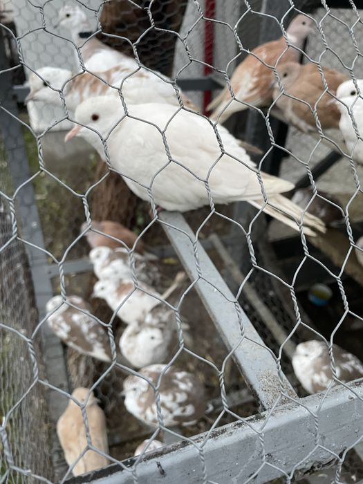 Vand turturele râzătoare