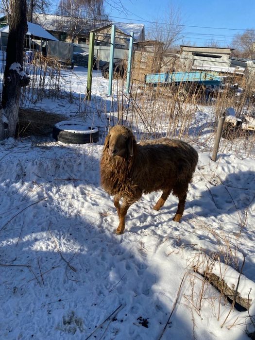 Продам кошкара