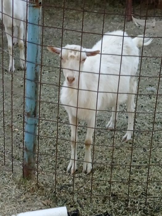 Сауынды ешкі екі лағымен, лақтары ұрғашы