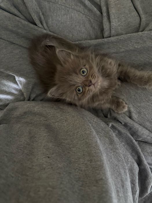 котенок 2 месяца