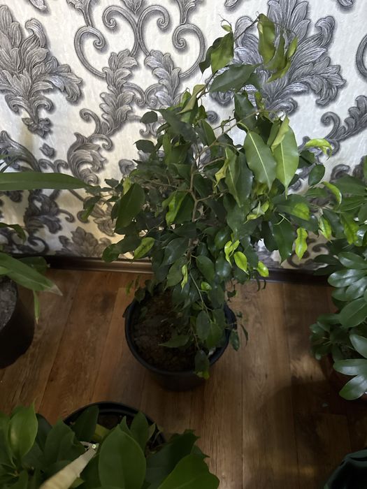 Цветы растения комнатные