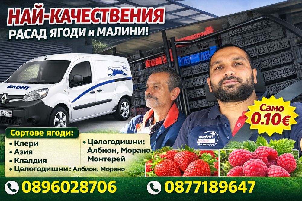 Здравей те Продавам расад ягоди и малини