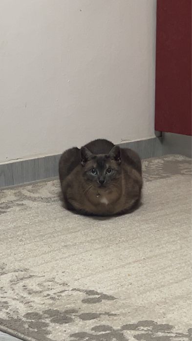 Petsitter pisici Cluj