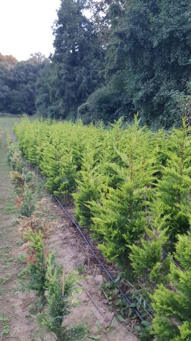 Leylandii Gold Rider