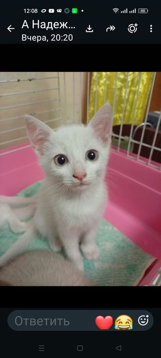 Отдаю бесплатно кошку