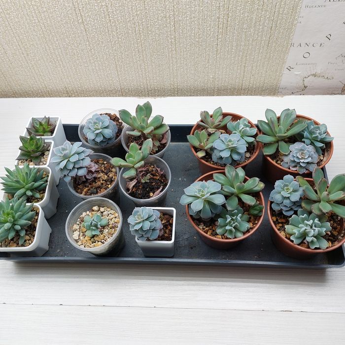 Цветы суккуленты