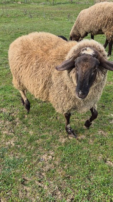 Vând berbec carabaș