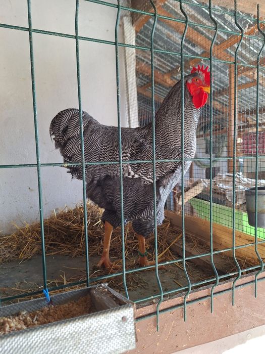 Găini Playmouth rock barat.