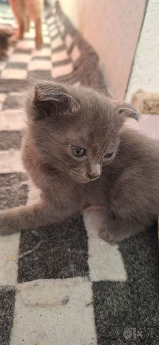 Шотландский котята