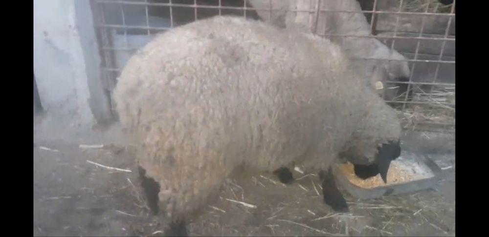 Berbecut de vînzare