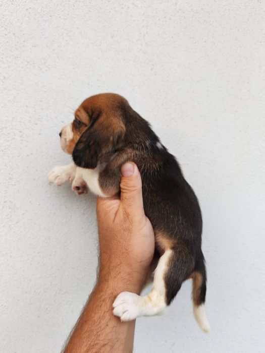 Beagle tricolor superba cu pedigree
