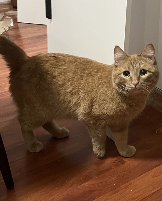 Отдам кошечку в добрые руки