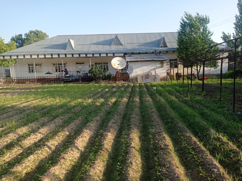 Уй сотилади  думолок кишлогида