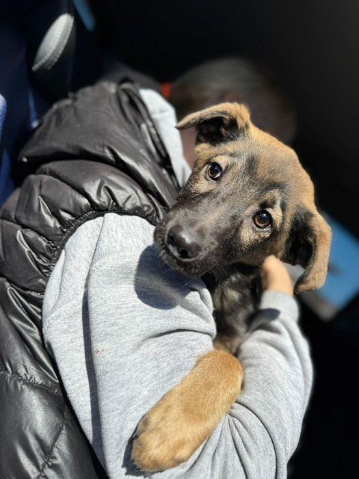 Отдам щенка в добрые руки