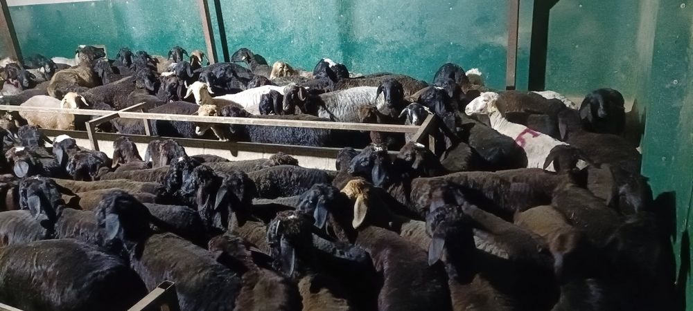 Май семиз кой токты тусак кошкар баран