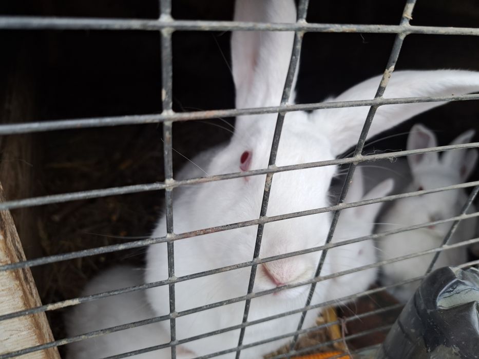 Irpuroaice mature schimb cu găini