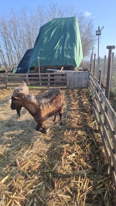 Vând Țap și capre