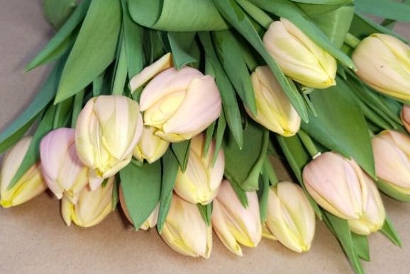 Тюльпаны оптом и розница