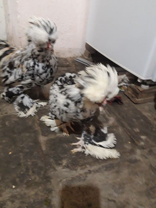 Kareyski yaponcha xoro'zlari sotiladi