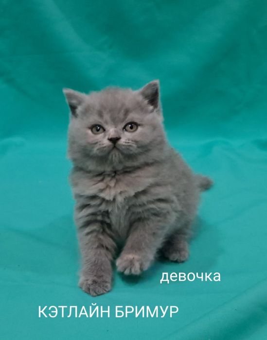 Британские котята из питомника!