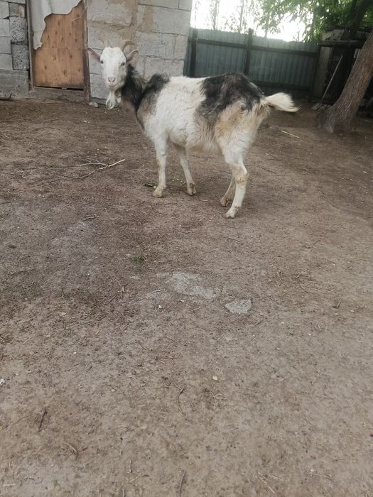 Коза молодая первоокотка