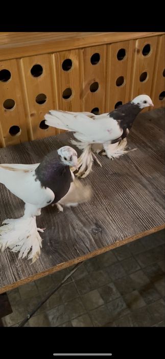 Черный капкан голуби