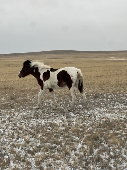 .Жабағы тяж