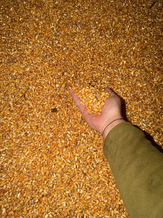 Vand Porumb Boabe Pioneer